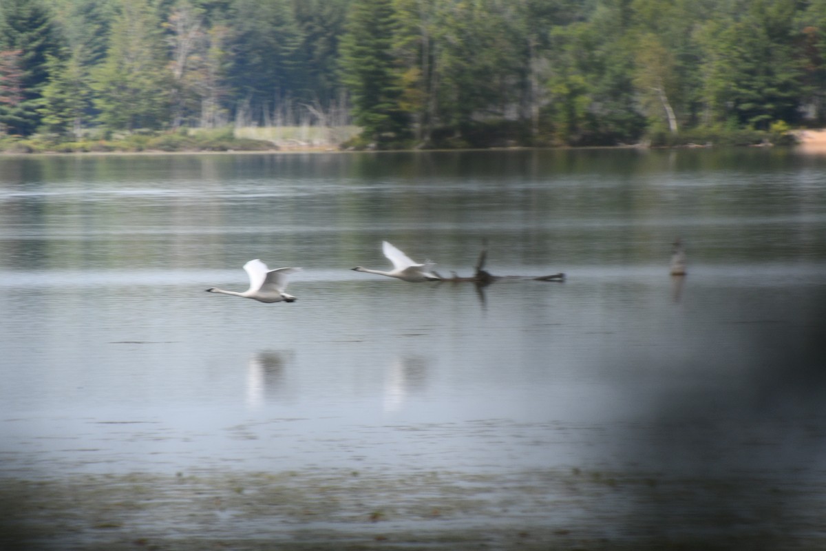 Cygne trompette - ML362272601