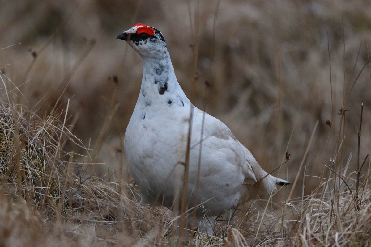 Alpenschneehuhn - ML362273101