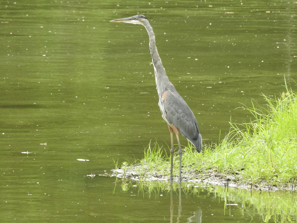 Great Blue Heron - ML362274041