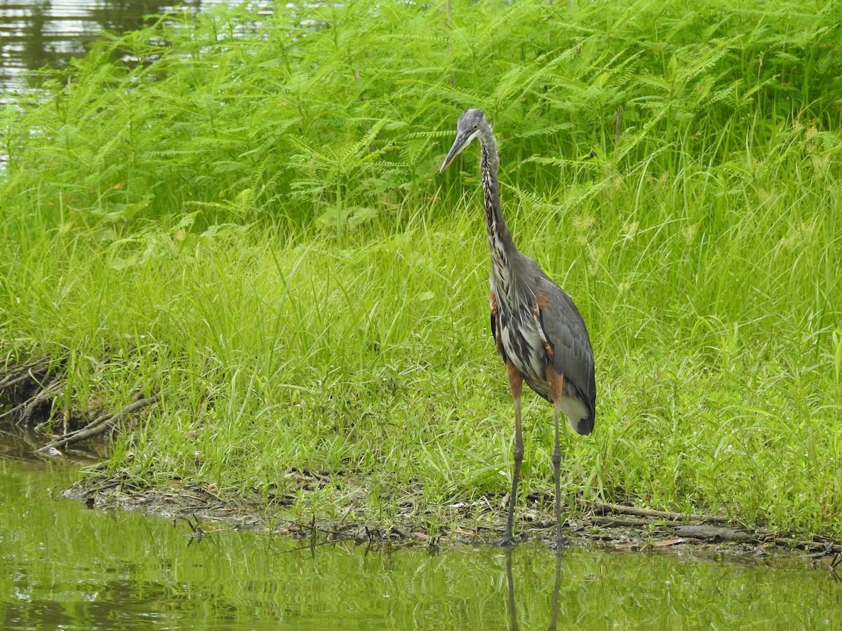 Great Blue Heron - ML362274061