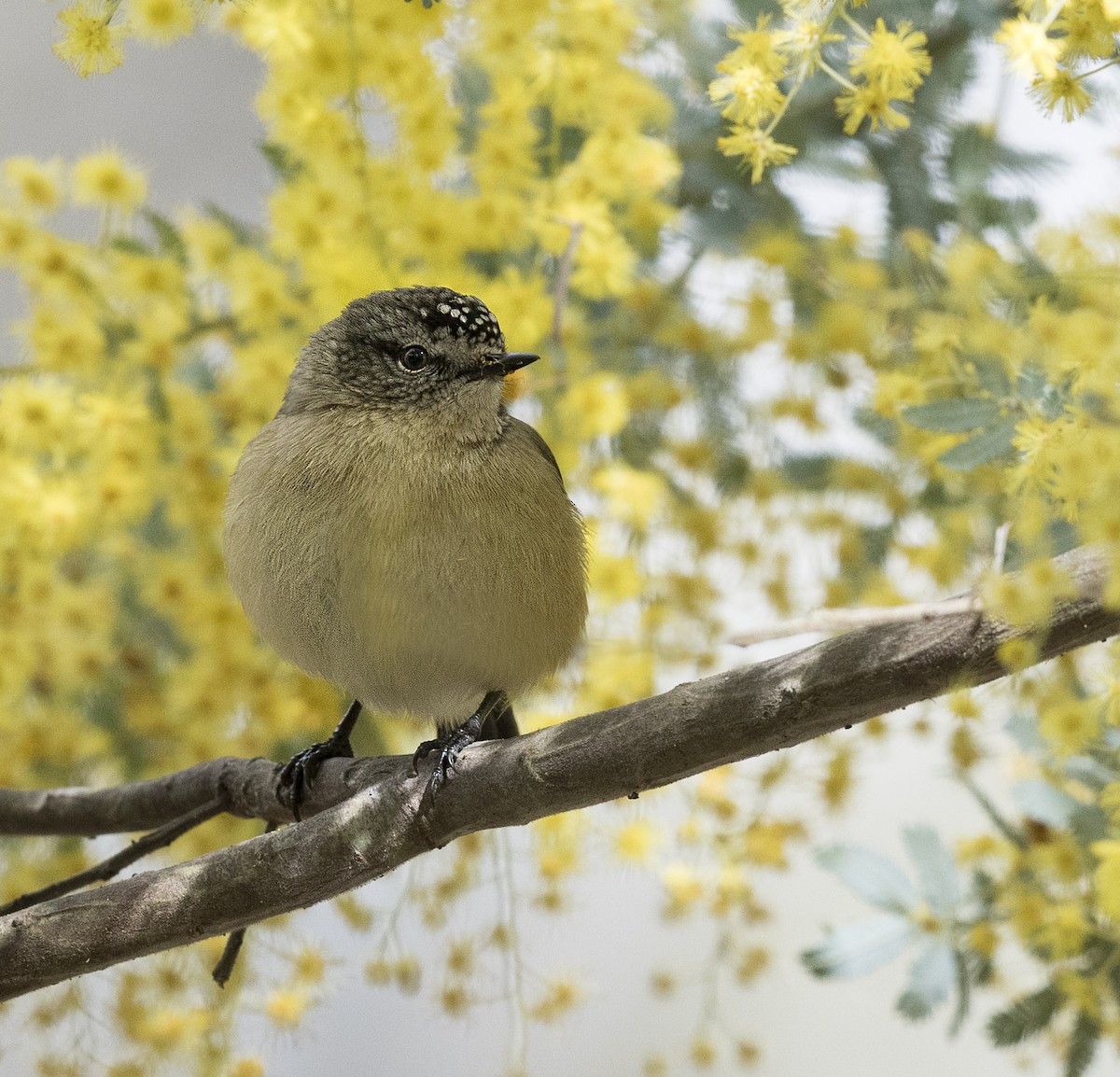 Yellow-rumped Thornbill - Greg & Jeanette Licence