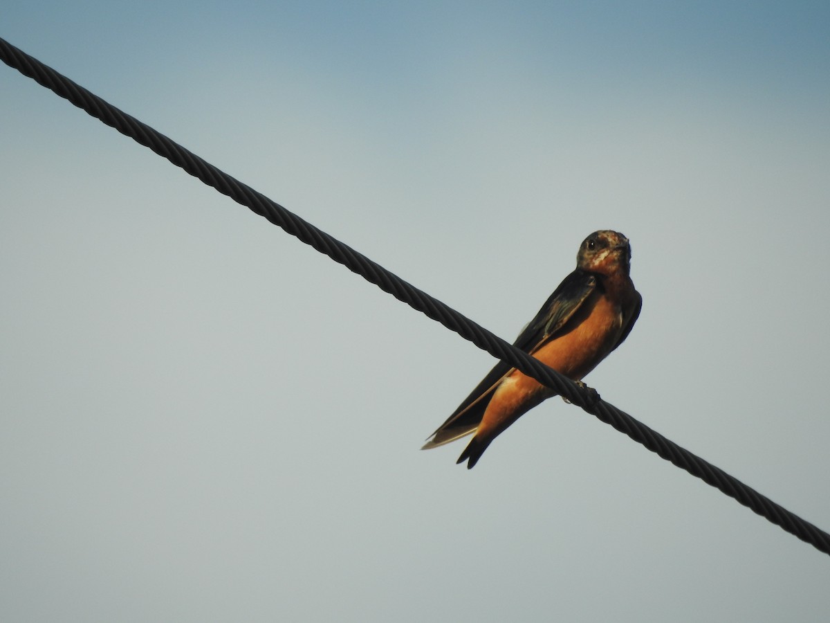 Barn Swallow - ML362276371