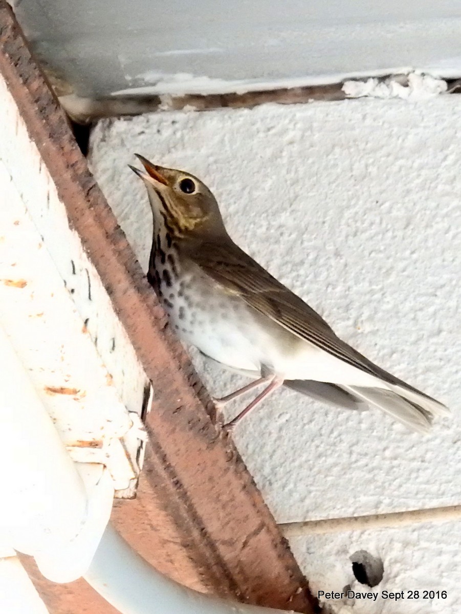 Swainson's Thrush - ML36227741