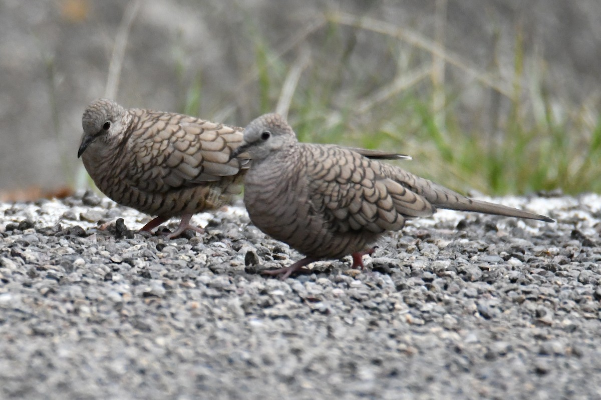 Inca Dove - ML362277441