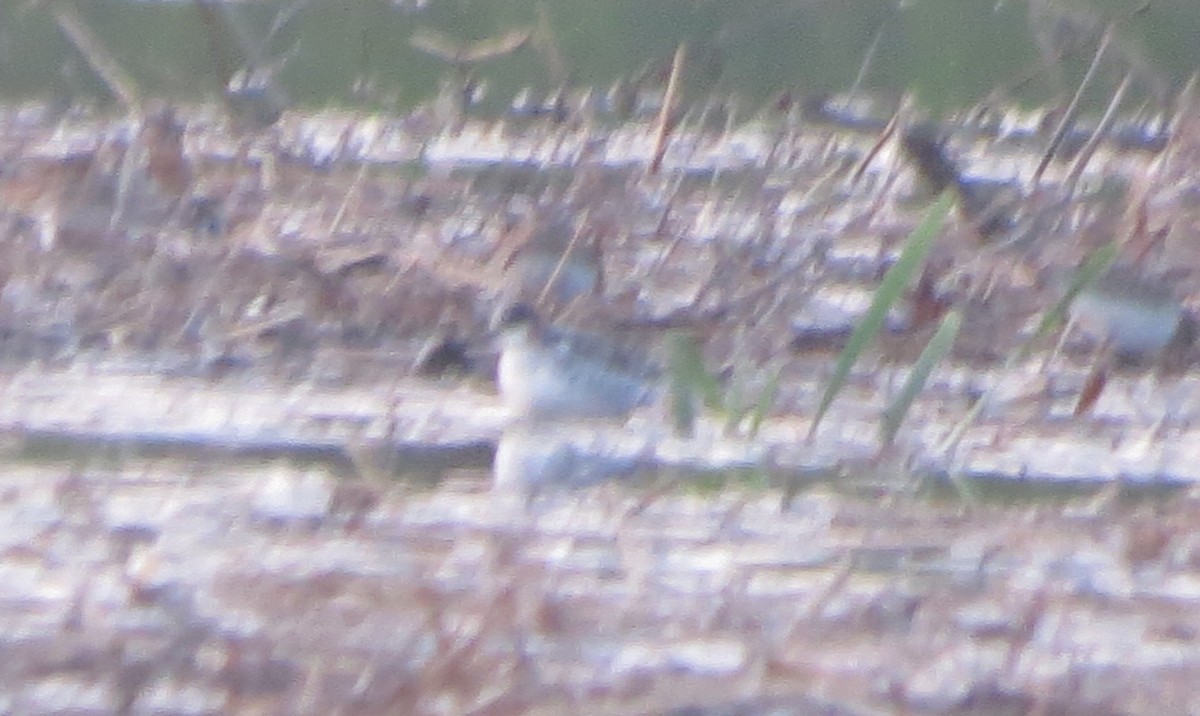 Phalarope à bec étroit - ML36227751