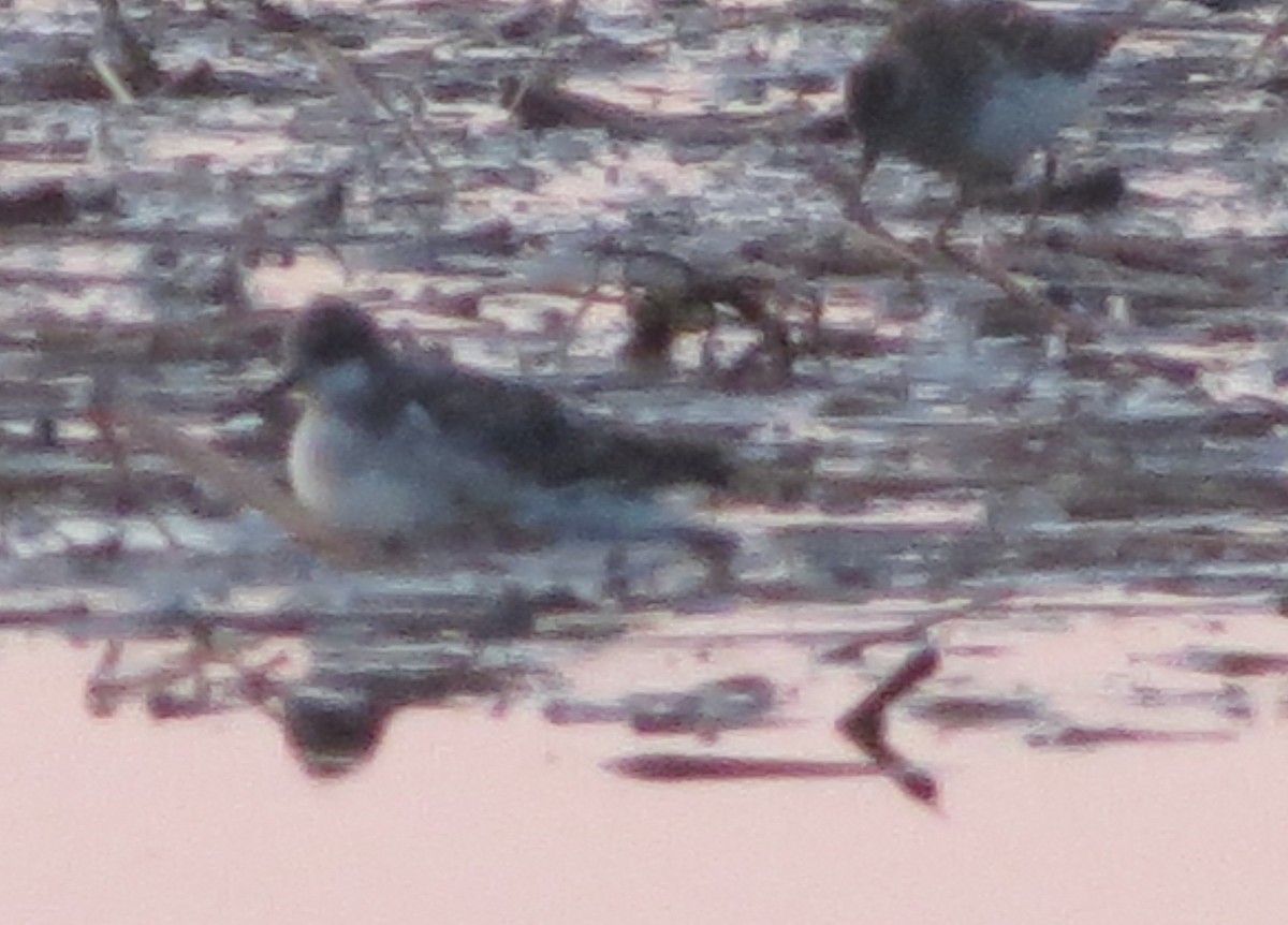 Red-necked Phalarope - Carl Engstrom