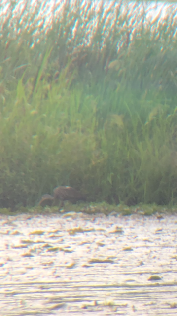 Limpkin - ML362278321