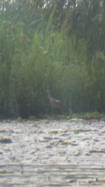 Limpkin - ML362278351