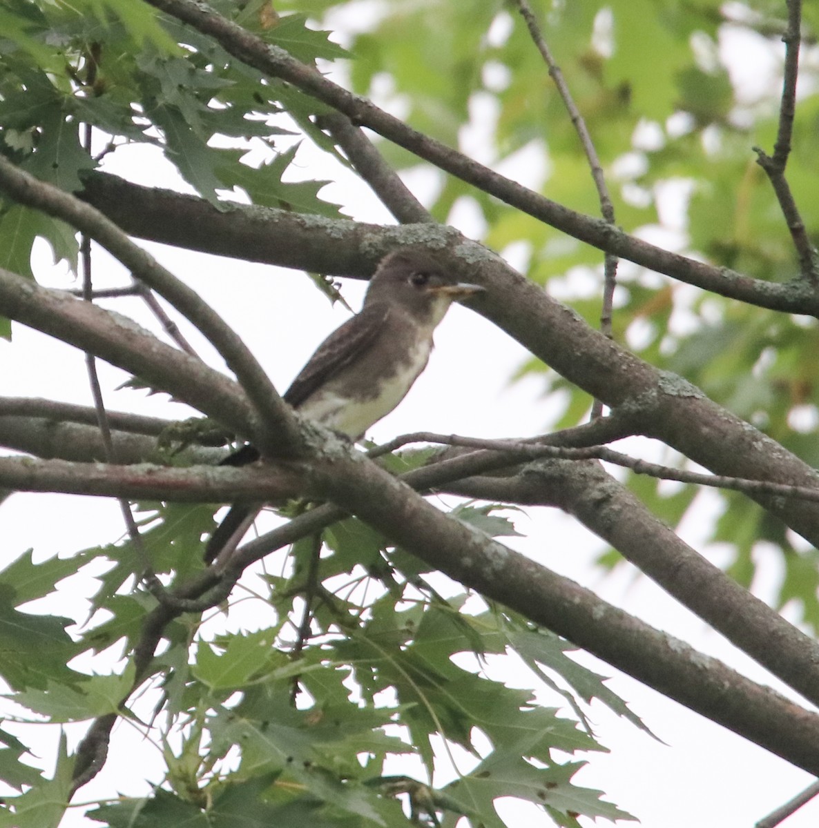 Olive-sided Flycatcher - ML362281171