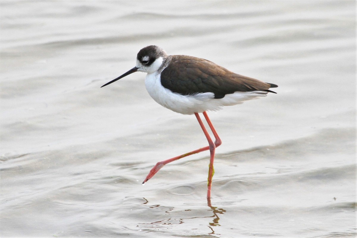 Black-necked Stilt - Kent Forward