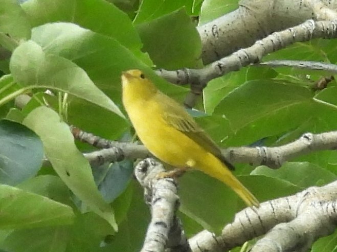 Yellow Warbler - ML362283081