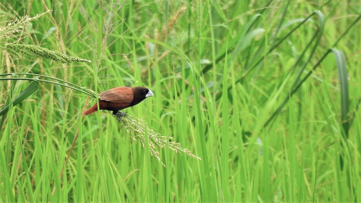 Chestnut Munia - Stanley Su