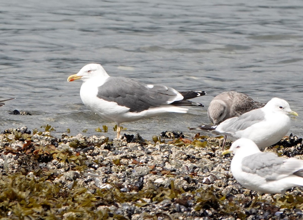 Lesser Black-backed Gull - ML362284331