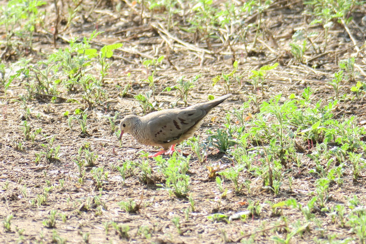 Common Ground Dove - ML362285941