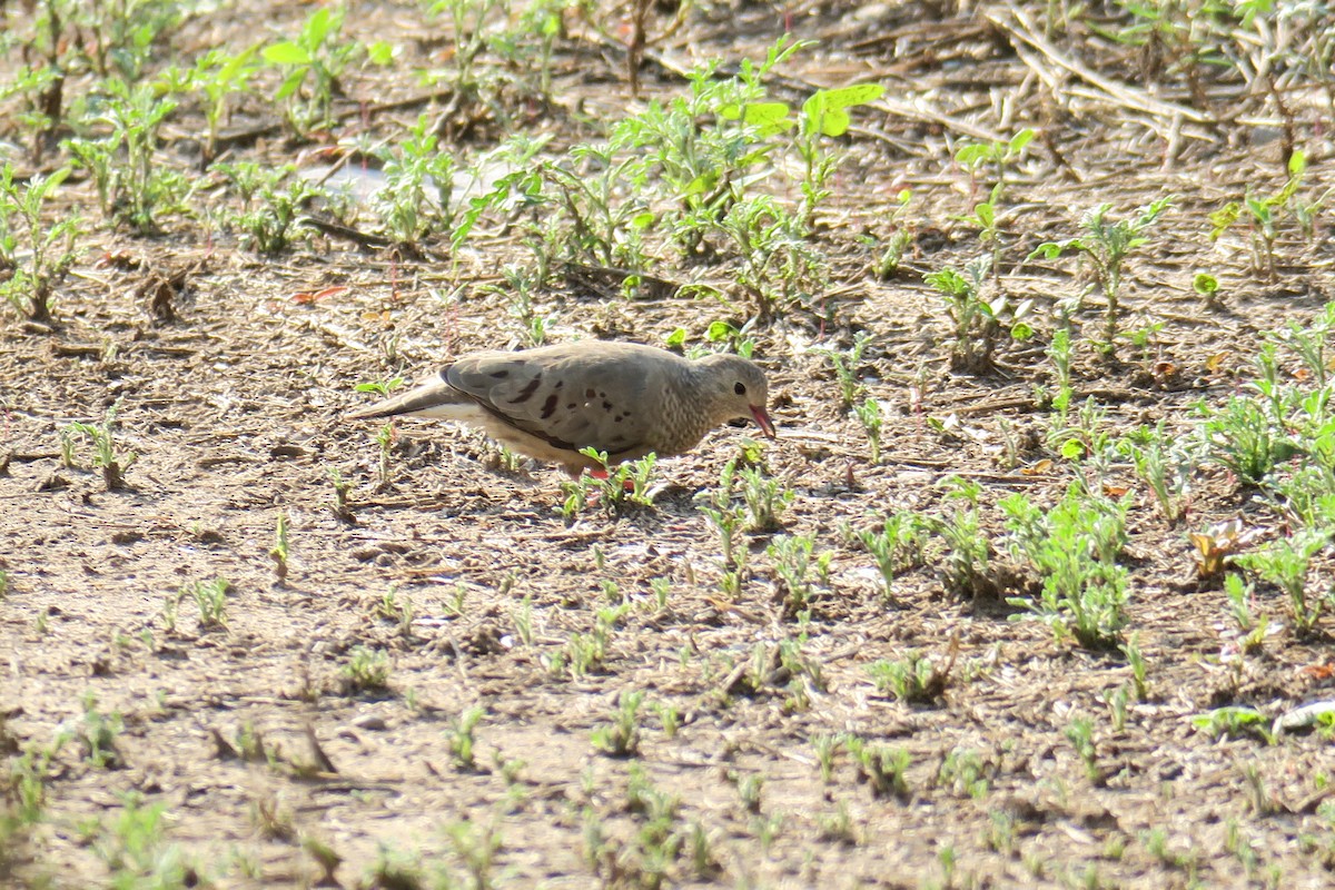 Colombe à queue noire - ML362285951