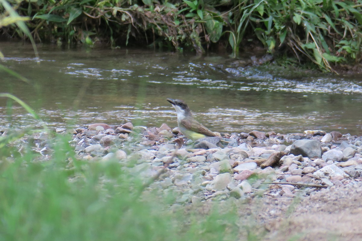 Thick-billed Kingbird - ML362287001