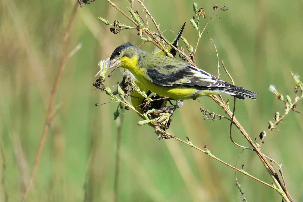 Lesser Goldfinch - ML362287381