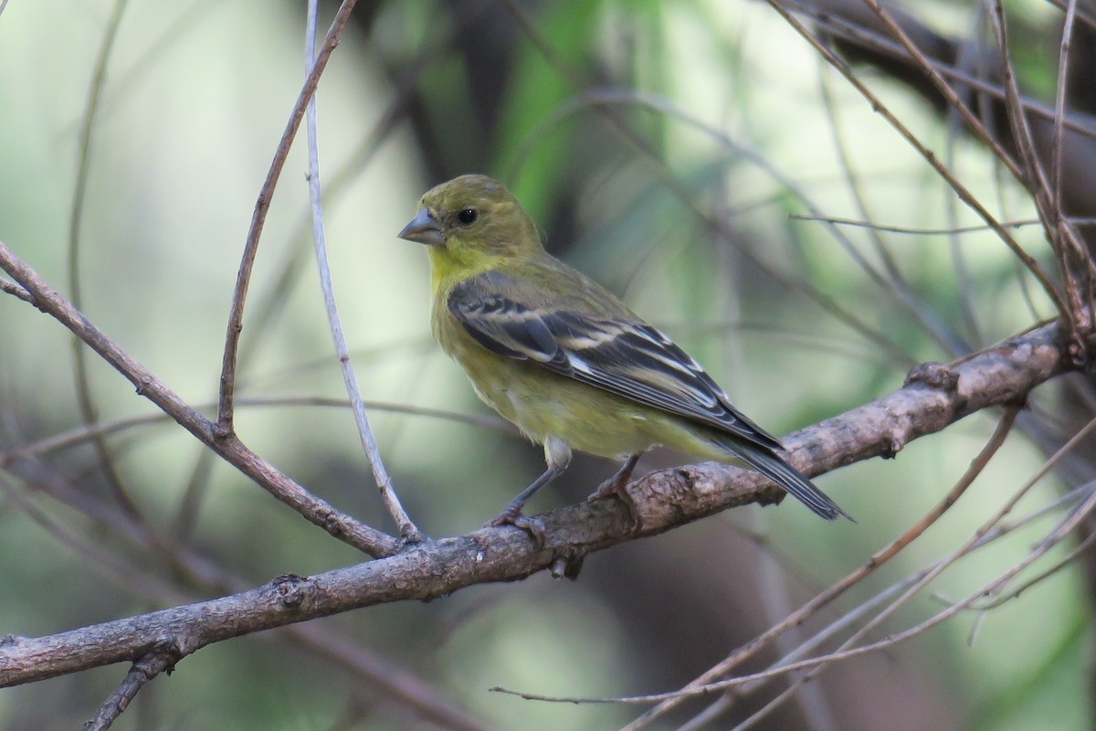 Lesser Goldfinch - ML362287501