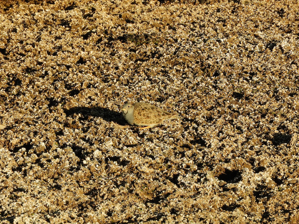 Gray-breasted Seedsnipe - ML362287551