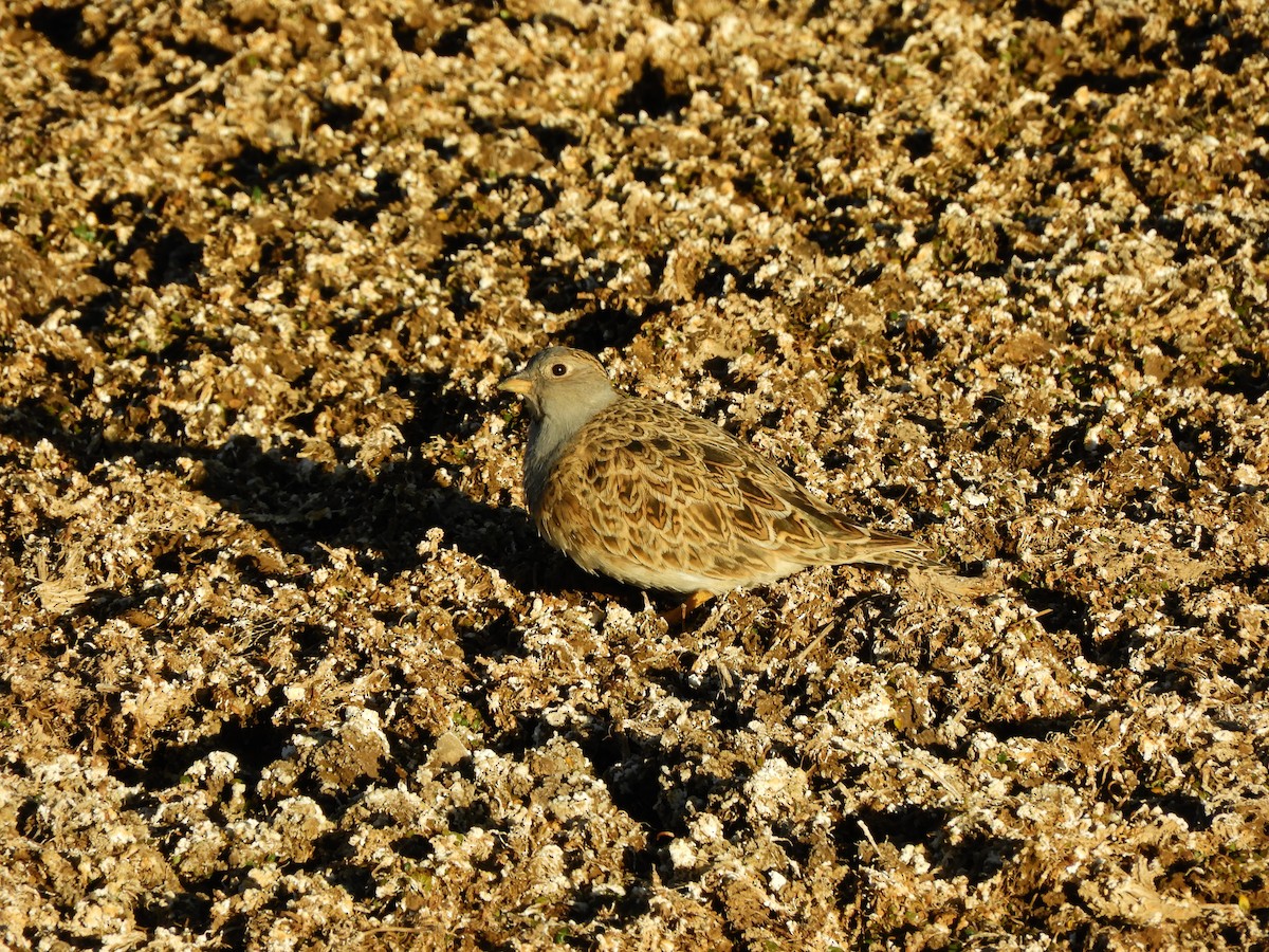 Gray-breasted Seedsnipe - ML362287621