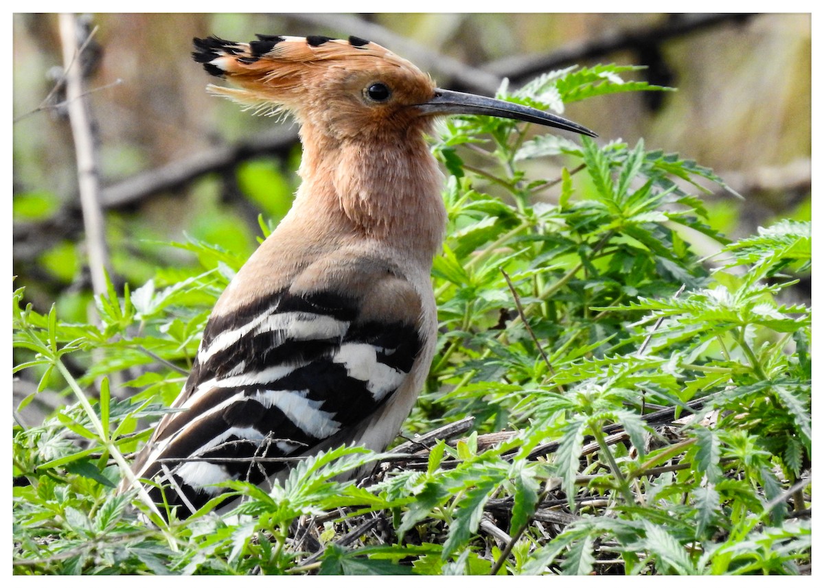 Common Hoopoe - ML362288191