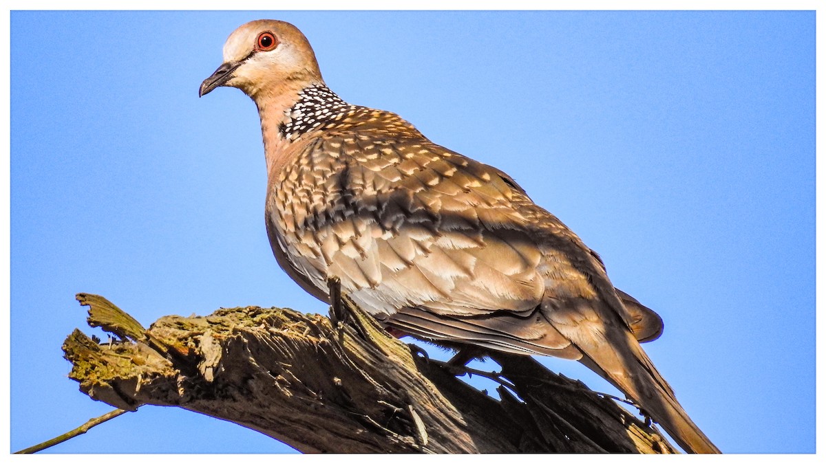 Spotted Dove - ML362288241