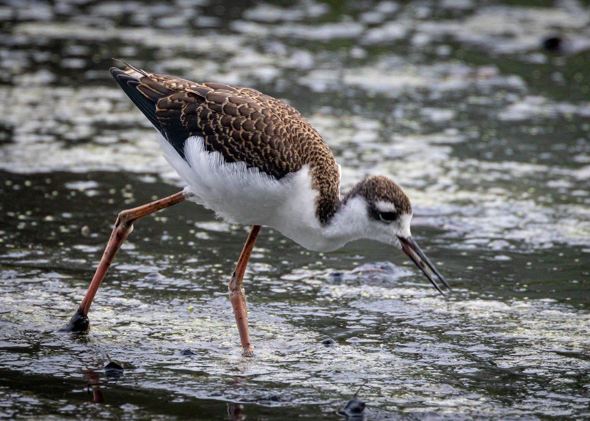 Black-necked Stilt - ML362288831