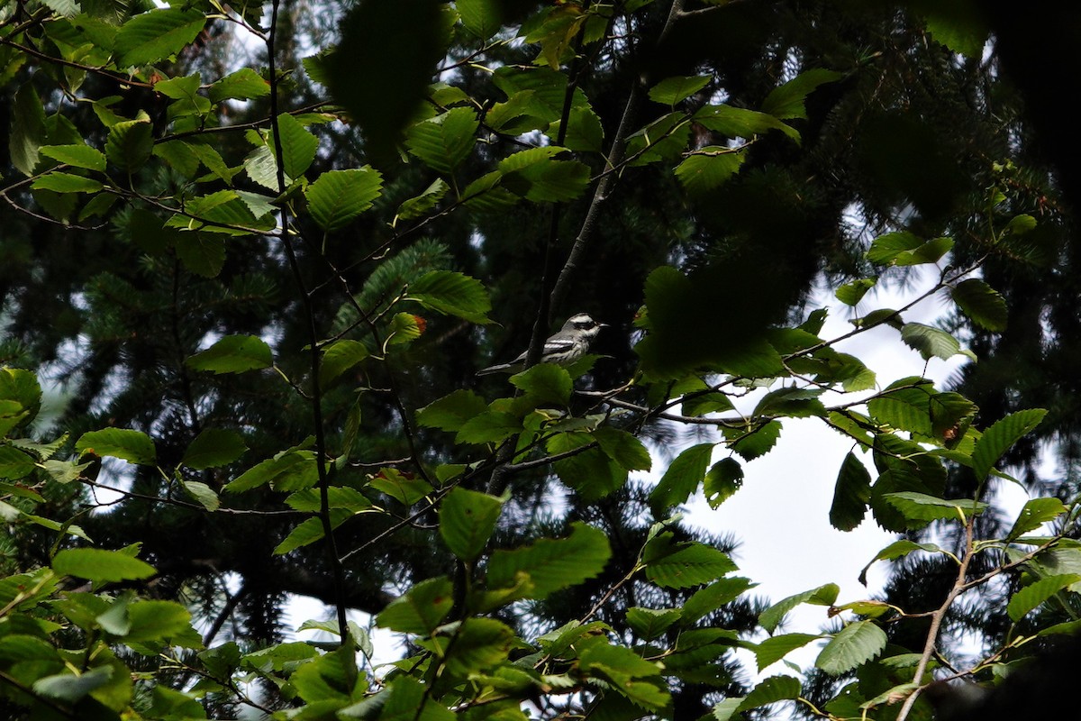 Black-throated Gray Warbler - ML362290821