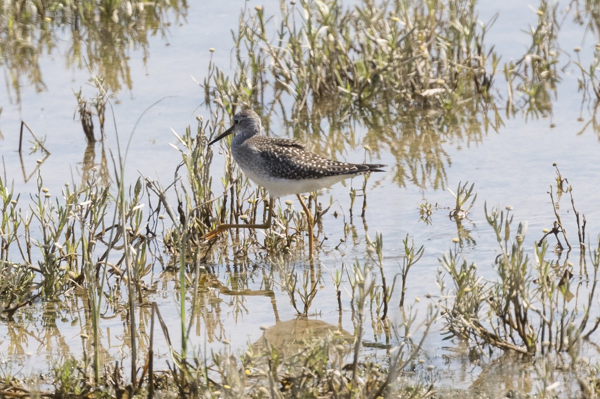 Lesser Yellowlegs - Anthony Gliozzo