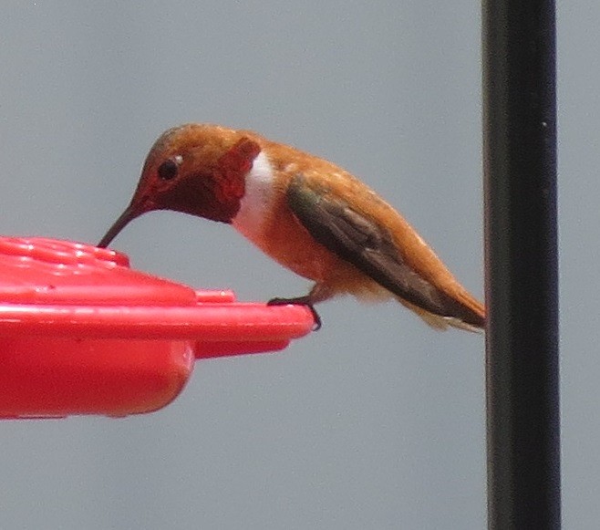 Rufous Hummingbird - ML362298991