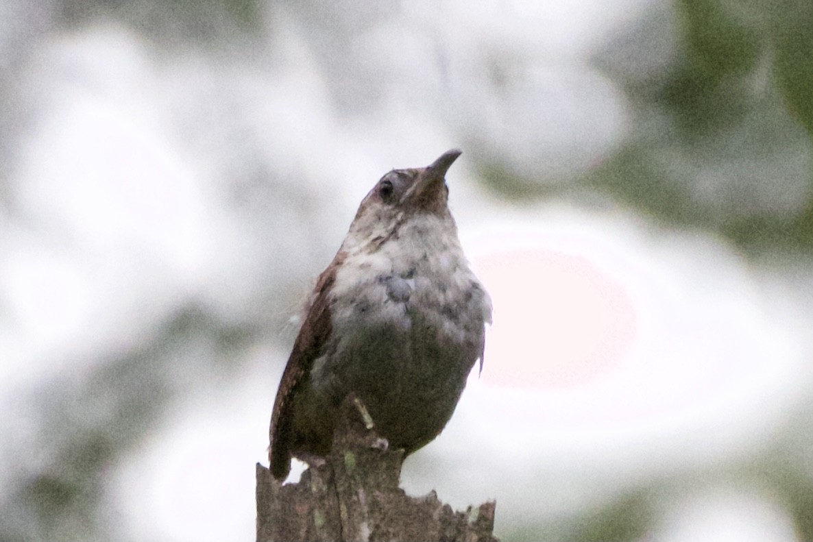 Carolina Wren - ML362299091