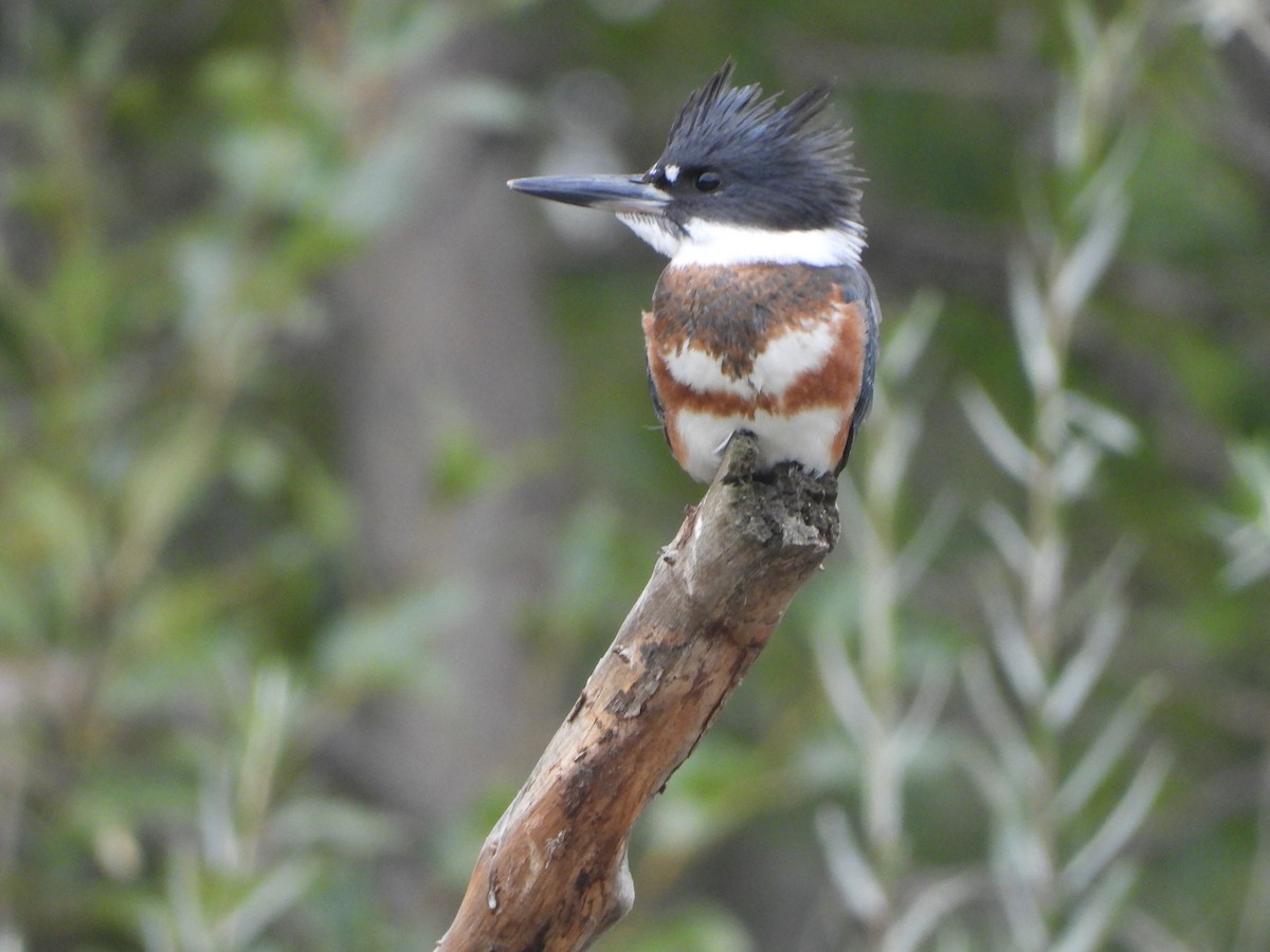 Belted Kingfisher - Tom Zavitz