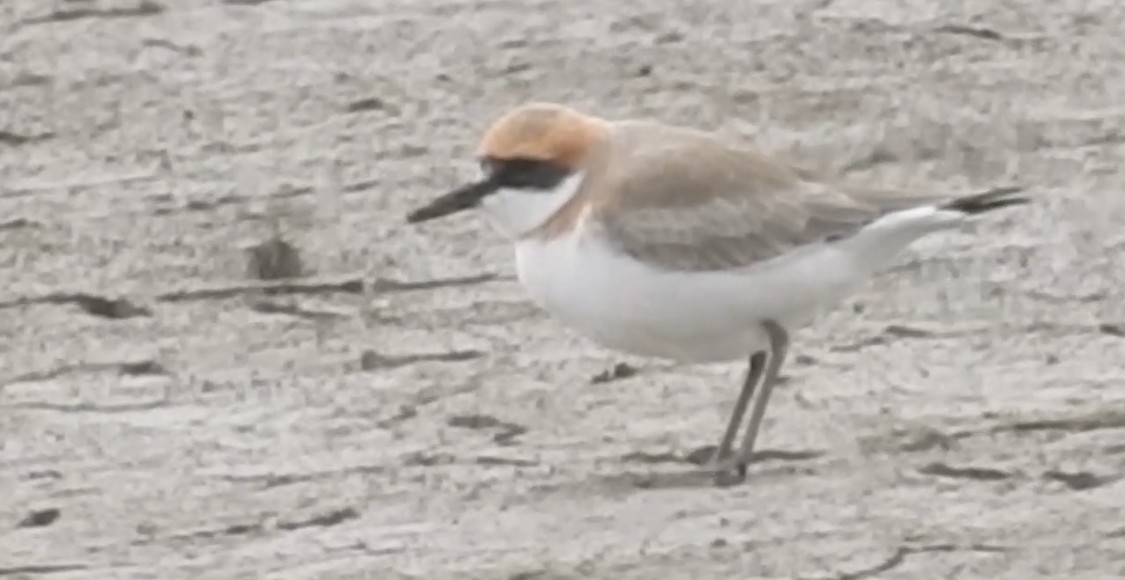 Greater Sand-Plover - ML362299921