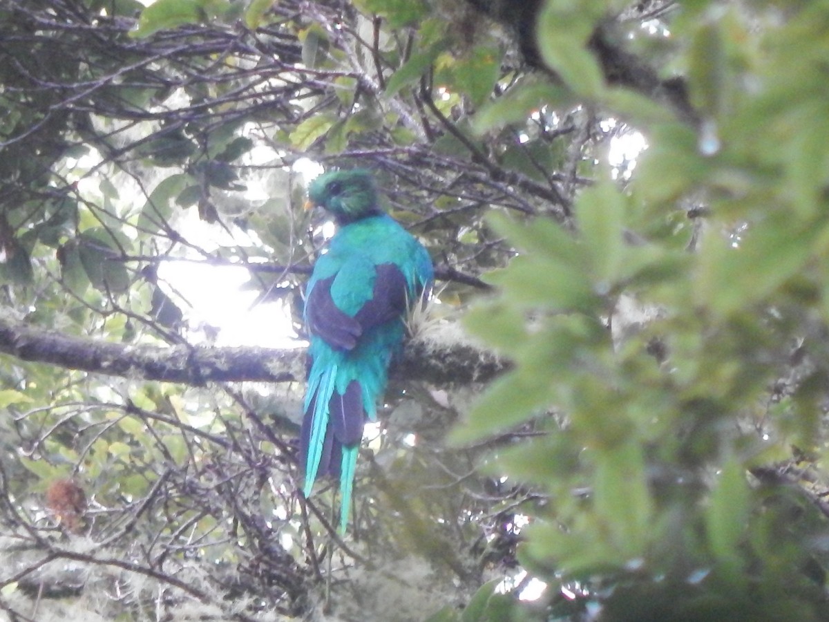 Quetzal resplendissant - ML362300041