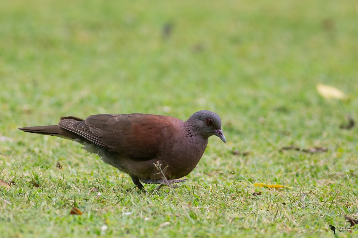 Malagasy Turtle-Dove - ML362300081
