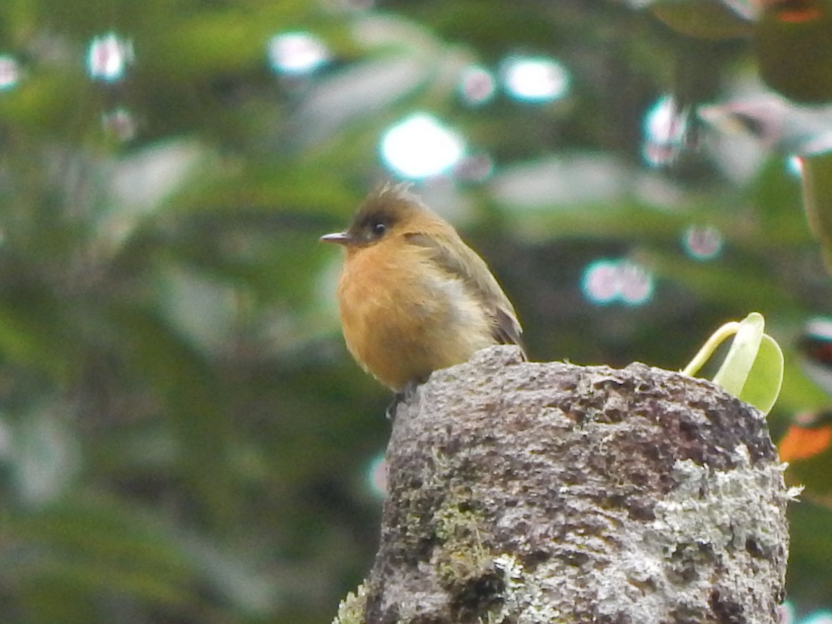 Tufted Flycatcher - Rosa Chavarria Trejos