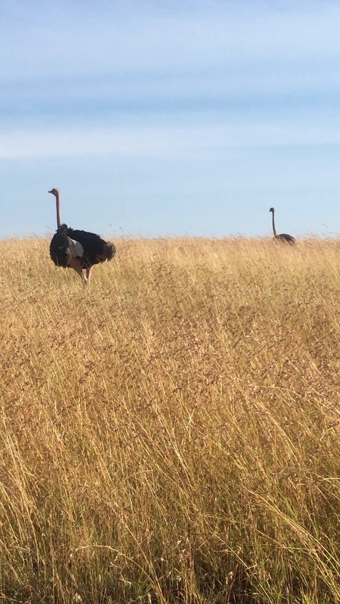 Common Ostrich - ML362301861