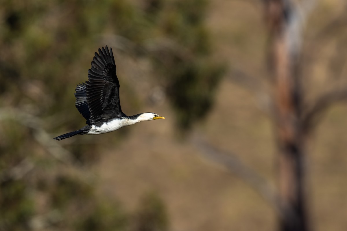 Little Pied Cormorant - Dick Jenkin