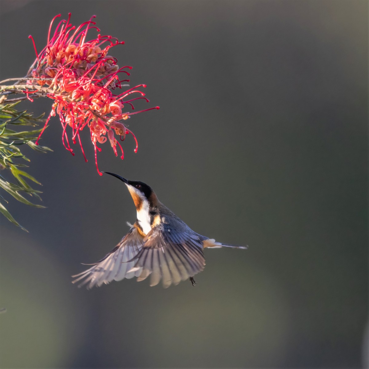 Eastern Spinebill - Dick Jenkin