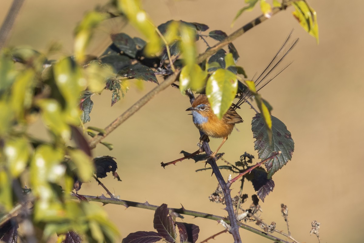 Southern Emuwren - ML362302601