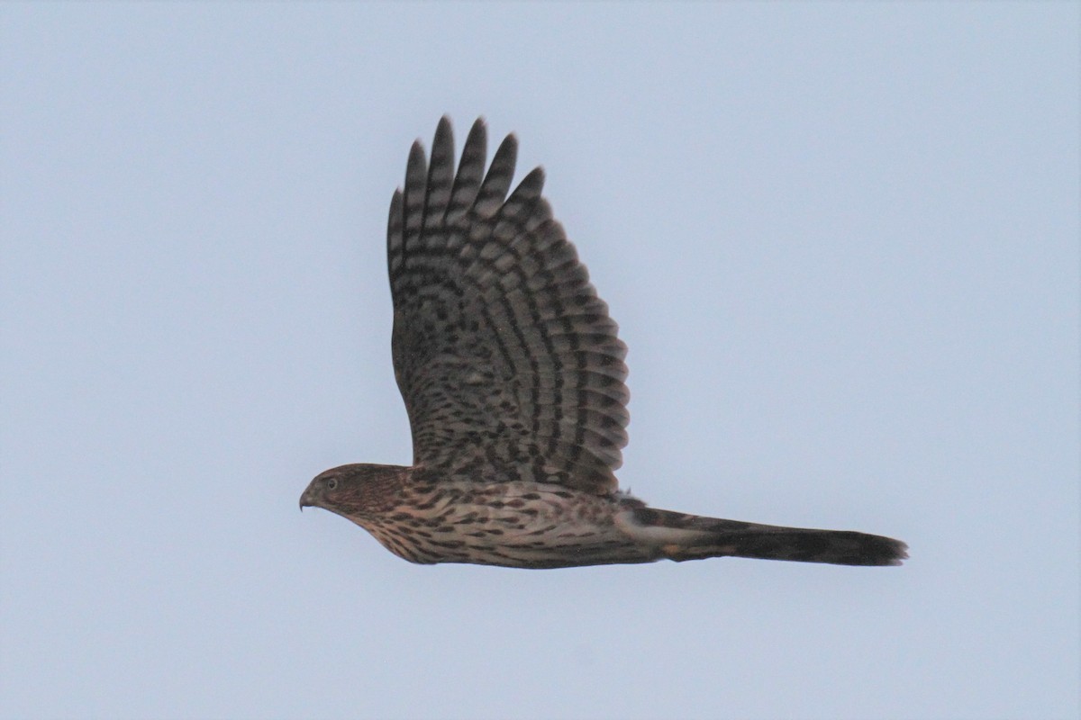 Cooper's Hawk - Daniel Donnecke