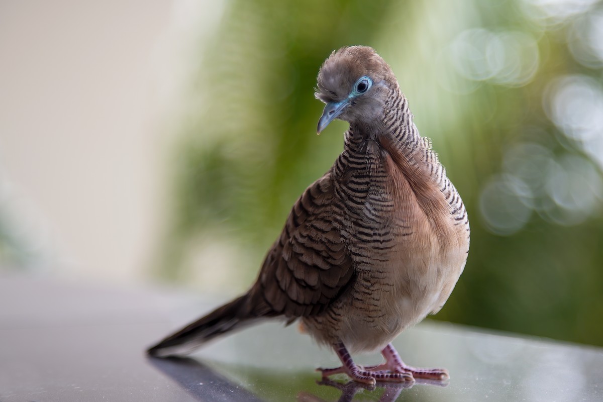 Zebra Dove - ML362302921