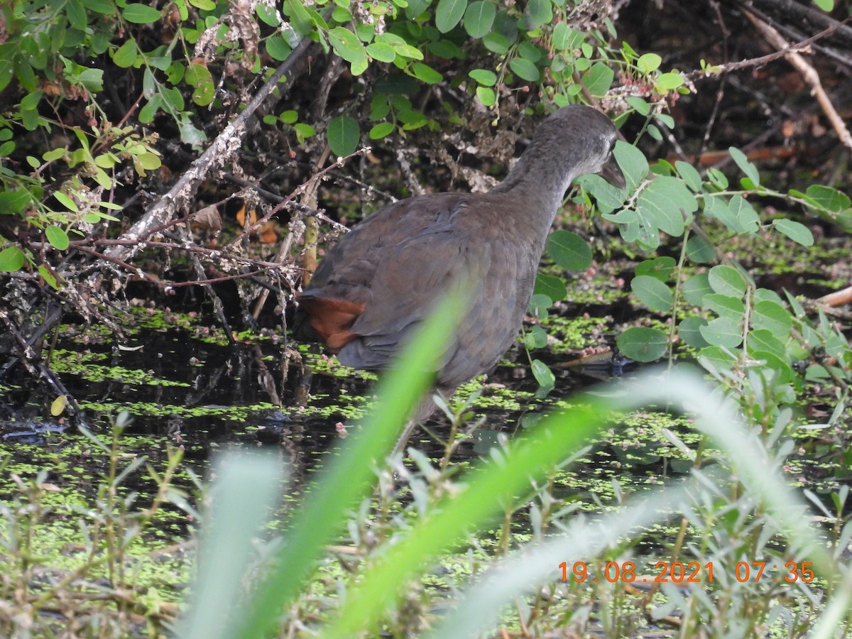 White-breasted Waterhen - ML362303081