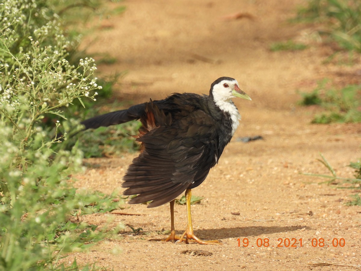 White-breasted Waterhen - ML362303101