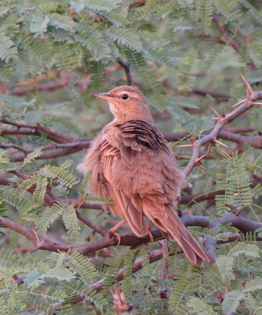 Long-billed Pipit - ML362303131