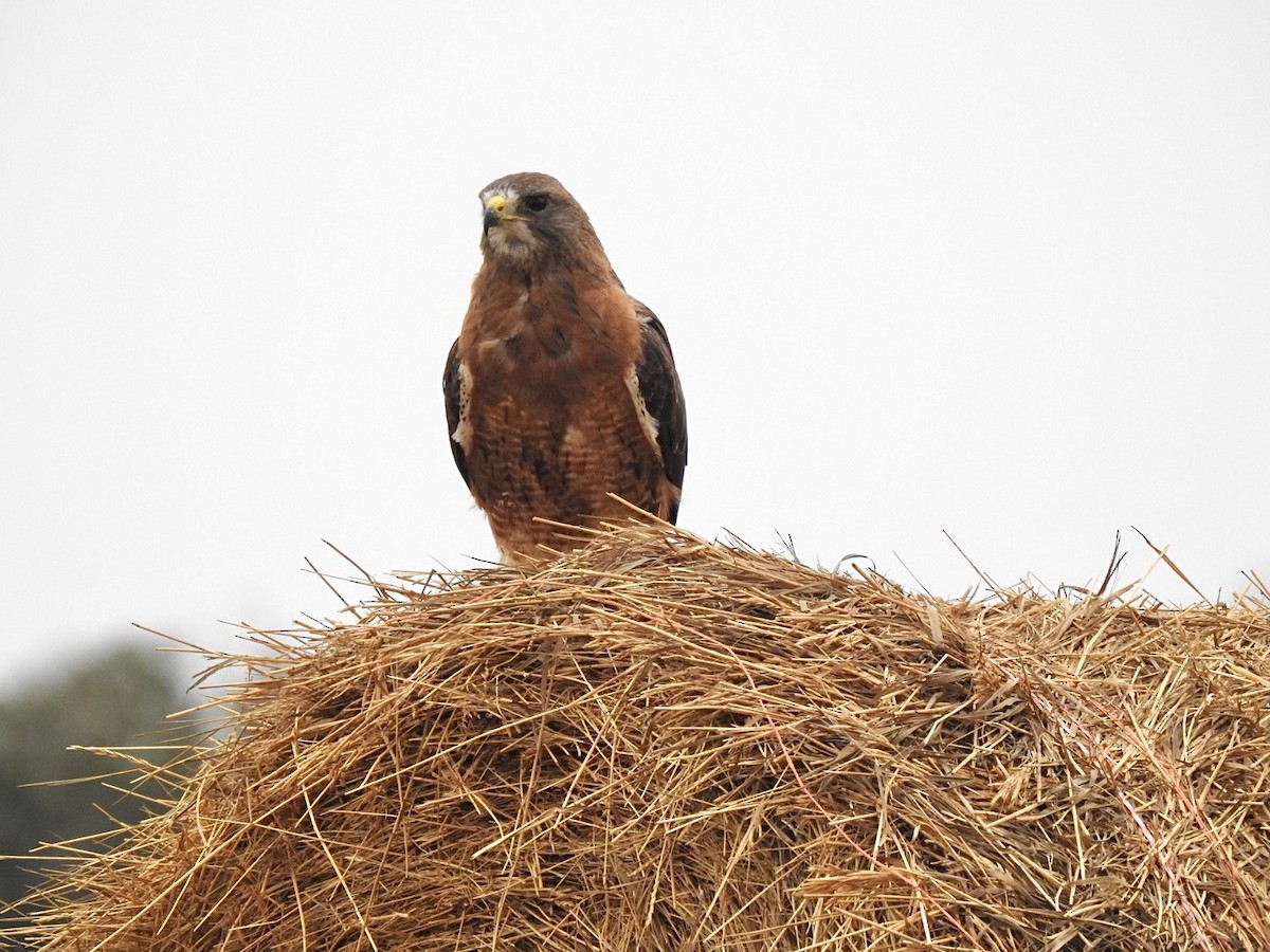 Swainson's Hawk - ML362303811