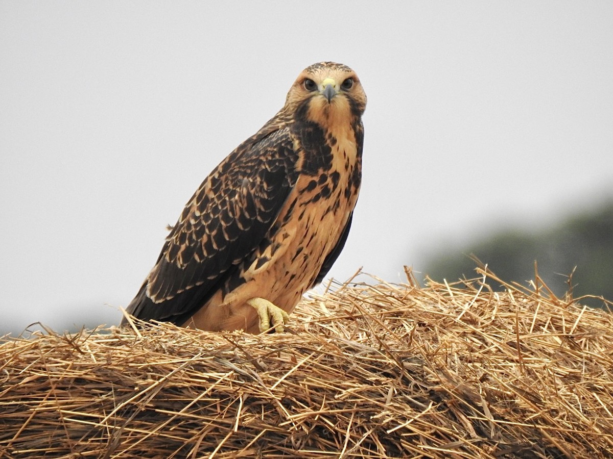 Swainson's Hawk - ML362303821