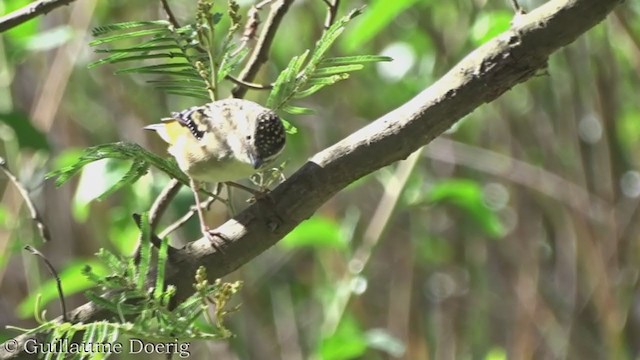 Pardalote pointillé - ML362304111