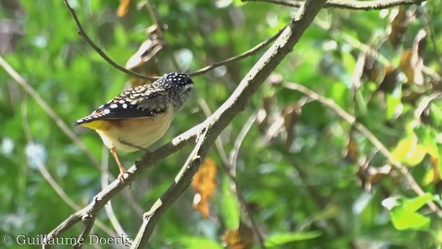 Fleckenpanthervogel - ML362304351