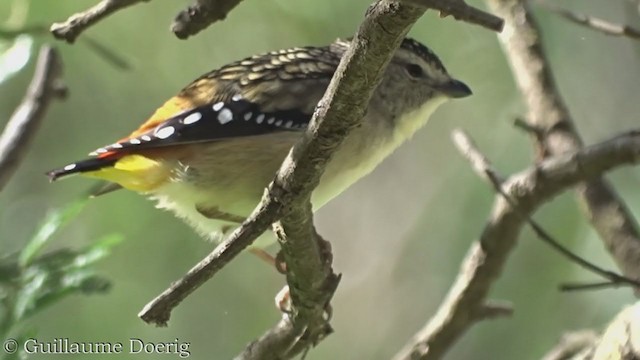 Pardalote pointillé - ML362304431